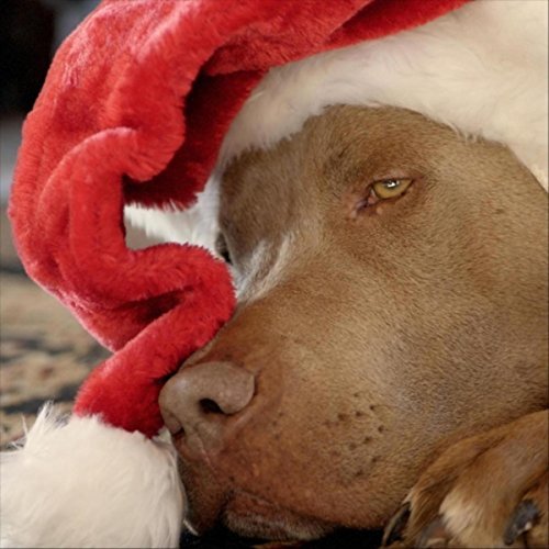 Lacy J. Dalton Carl The Christmas Dog cd
